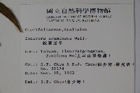 阿里山忍冬、漸尖葉忍冬藏品圖，第2張