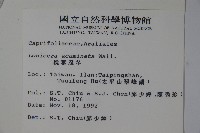 阿里山忍冬、漸尖葉忍冬藏品圖，第2張