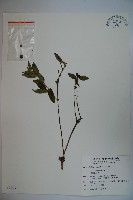 阿里山忍冬、漸尖葉忍冬藏品圖，第1張