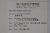 阿里山忍冬、漸尖葉忍冬藏品圖，第2張