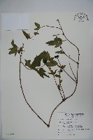 阿里山忍冬、漸尖葉忍冬藏品圖，第1張