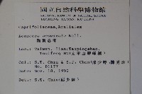 阿里山忍冬、漸尖葉忍冬藏品圖，第2張