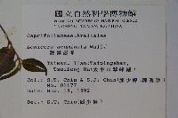 阿里山忍冬、漸尖葉忍冬藏品圖，第2張