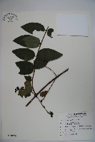 裡白忍冬、紅腺忍冬藏品圖，第1張