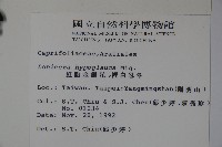 裡白忍冬、紅腺忍冬藏品圖，第2張