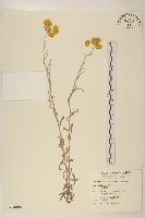 鼠麴草藏品圖，第1張