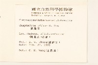 鼠麴草藏品圖，第2張