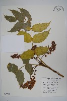 玉山十大功勞藏品圖，第1張