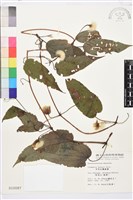 亨利氏鐵線蓮藏品圖，第2張