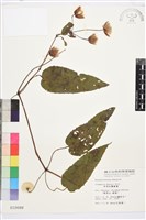 亨利氏鐵線蓮藏品圖，第2張