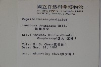 阿里山忍冬、漸尖葉忍冬藏品圖，第2張