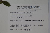 阿里山忍冬、漸尖葉忍冬藏品圖，第2張