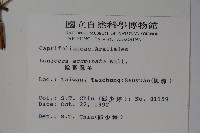 阿里山忍冬、漸尖葉忍冬藏品圖，第2張