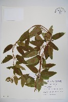 阿里山忍冬、漸尖葉忍冬藏品圖，第1張