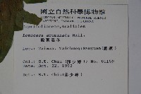 阿里山忍冬、漸尖葉忍冬藏品圖，第2張
