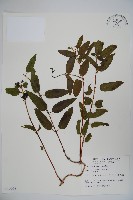 阿里山忍冬、漸尖葉忍冬藏品圖，第1張