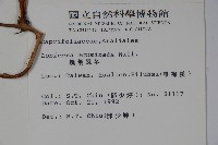 阿里山忍冬、漸尖葉忍冬藏品圖，第2張