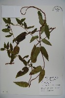 阿里山忍冬、漸尖葉忍冬藏品圖，第1張