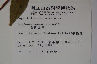 阿里山忍冬、漸尖葉忍冬藏品圖，第2張