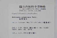 阿里山忍冬、漸尖葉忍冬藏品圖，第2張