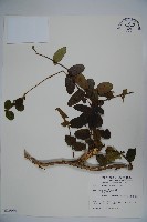 無梗忍冬藏品圖，第1張