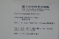 無梗忍冬藏品圖，第2張