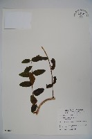 無梗忍冬藏品圖，第1張