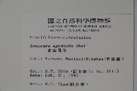 無梗忍冬藏品圖，第2張