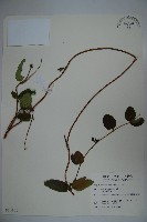 無梗忍冬藏品圖，第1張