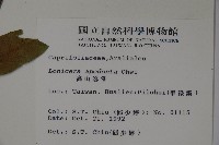 無梗忍冬藏品圖，第2張