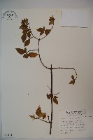 狹葉莢迷藏品圖，第1張