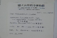 狹葉莢迷藏品圖，第2張