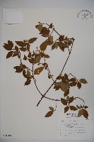 狹葉莢迷藏品圖，第1張