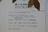 狹葉莢迷藏品圖，第2張