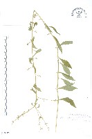 秋分草藏品圖，第1張