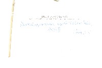 秋分草藏品圖，第2張