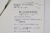 臺灣馬藍藏品圖，第2張