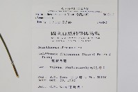 臺灣馬藍藏品圖，第2張