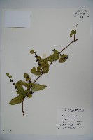 無梗忍冬藏品圖，第1張