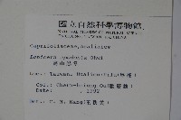 無梗忍冬藏品圖，第2張