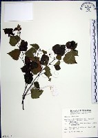 漢氏山葡萄藏品圖，第1張