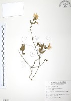 山素英藏品圖，第1張