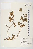 番仔藤藏品圖，第1張