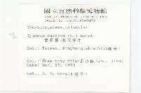 番仔藤藏品圖，第2張