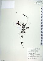 倒地蜈蚣、四角銅鑼藏品圖，第1張