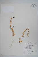 普刺特草藏品圖，第1張