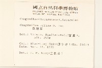 鼠麴草藏品圖，第2張