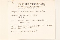 鼠麴草藏品圖，第2張