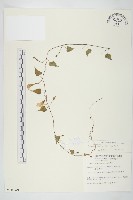 野牽牛藏品圖，第1張