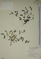 爵床藏品圖，第1張